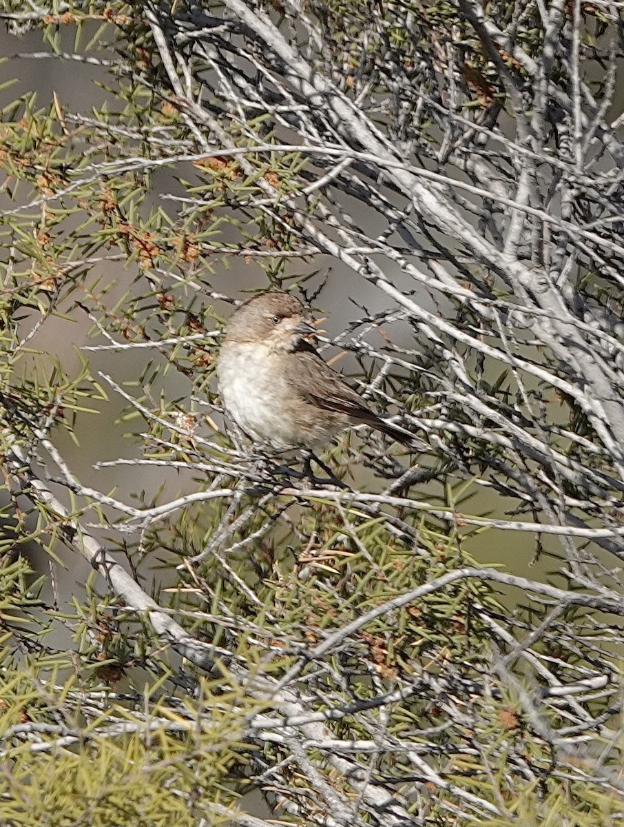 Southern Whiteface - ML617441035