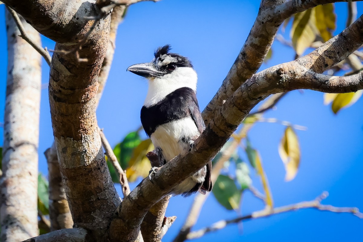 White-necked Puffbird - Joe Luedtke