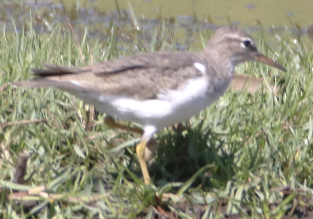 Spotted Sandpiper - ML617441044