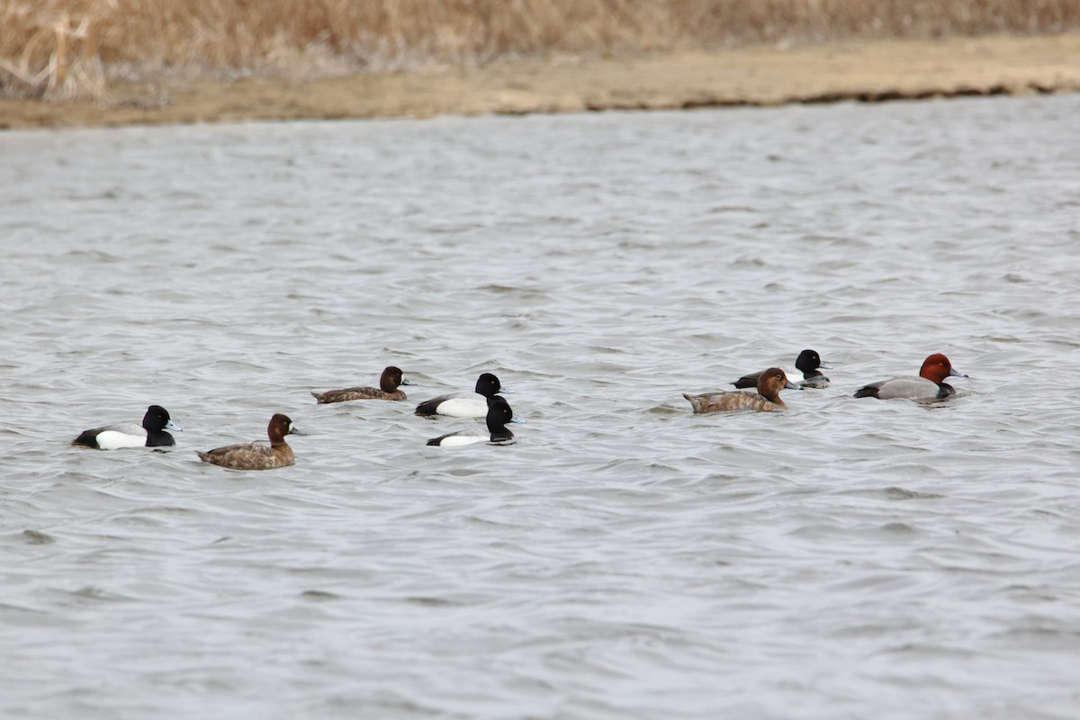 Lesser Scaup - ML617441065