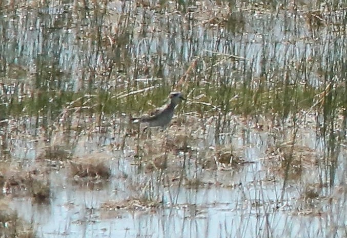 American Golden-Plover - Brad Bergstrom