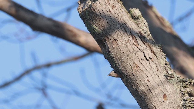 Eastern Bluebird - ML617441094