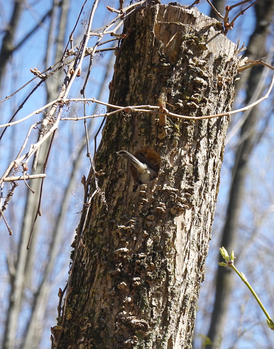 Black-capped Chickadee - ML617441143