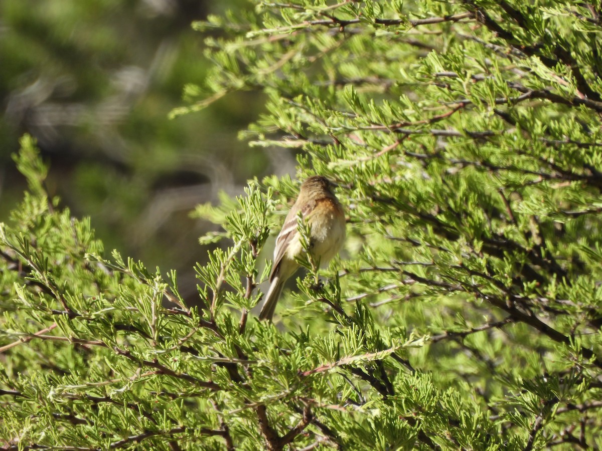 Buff-breasted Flycatcher - Bosco Greenhead