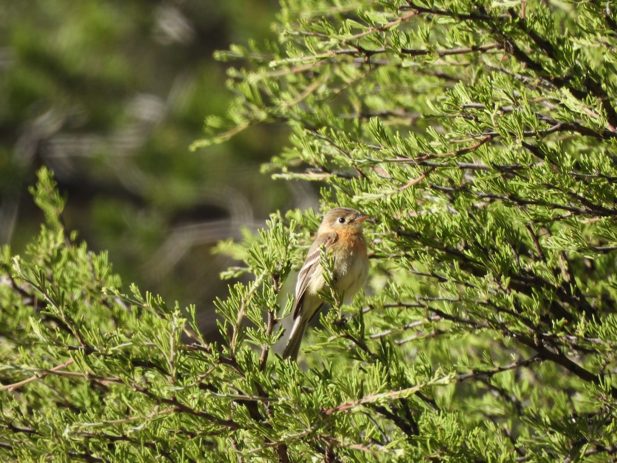 Buff-breasted Flycatcher - ML617441148