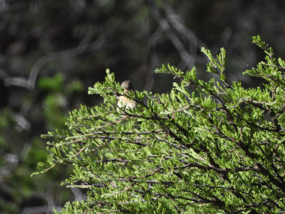 Buff-breasted Flycatcher - Bosco Greenhead