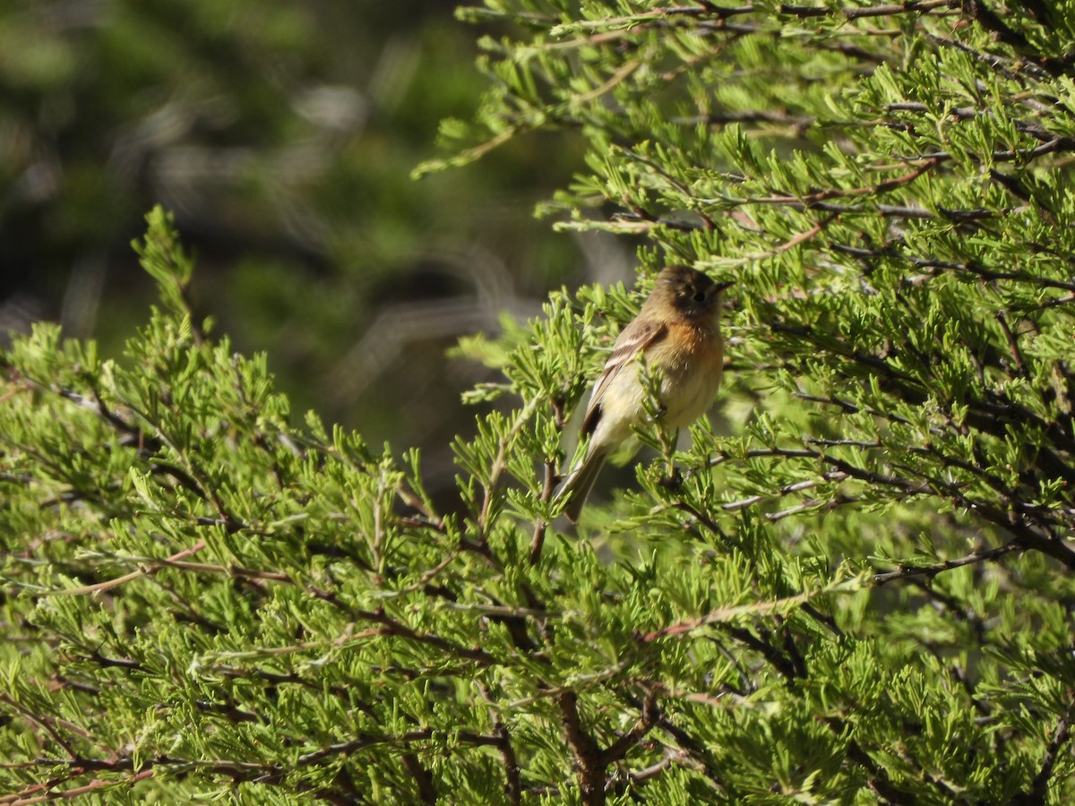 Buff-breasted Flycatcher - ML617441152