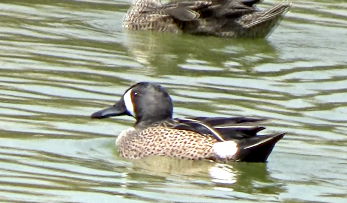 Blue-winged Teal - Tom O'Shea