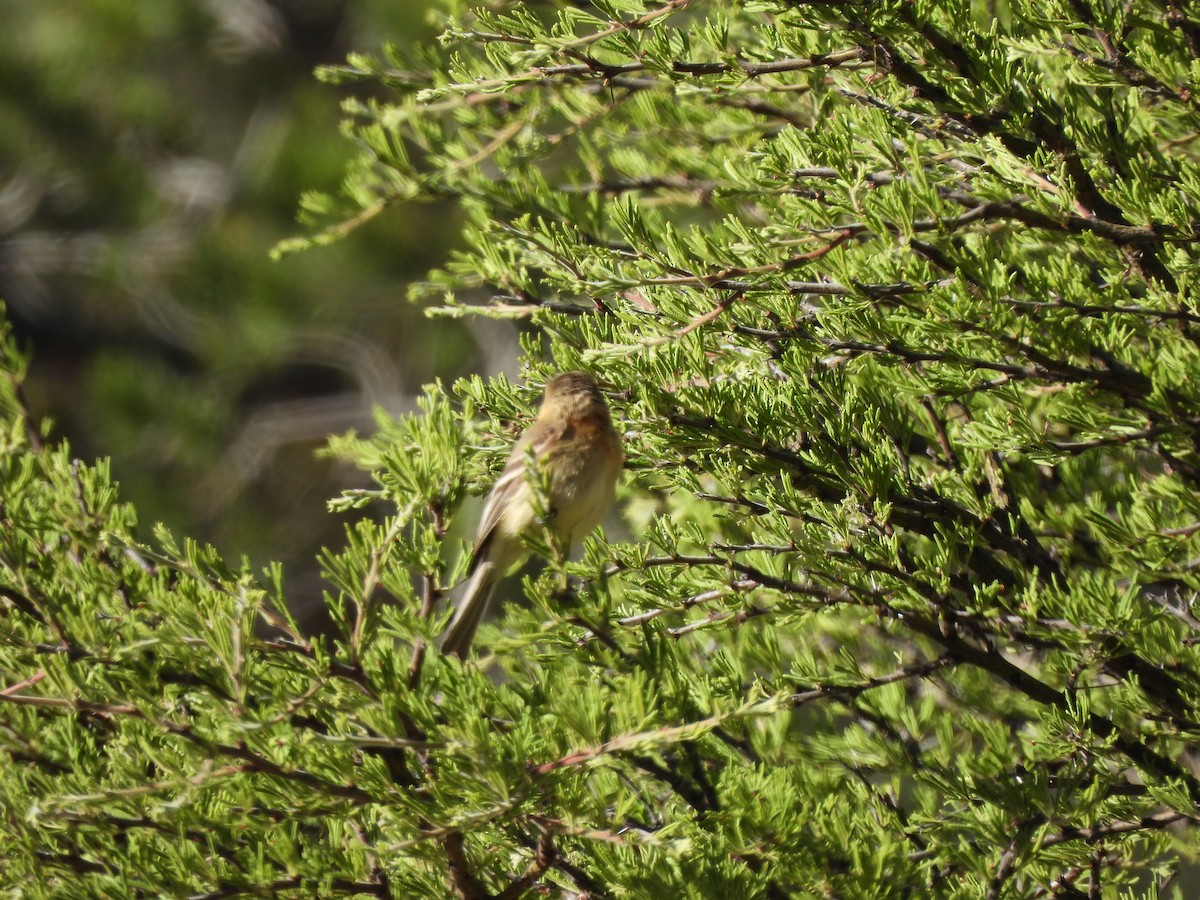 Buff-breasted Flycatcher - ML617441154