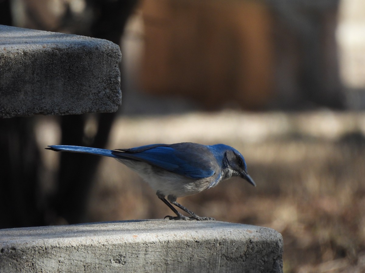 Woodhouse's Scrub-Jay - ML617441194