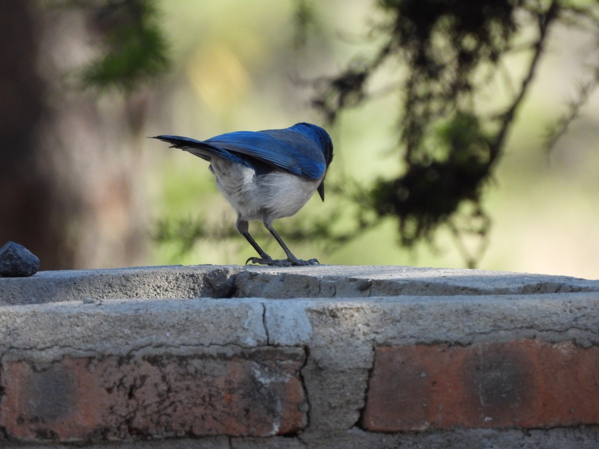 Woodhouse's Scrub-Jay - Bosco Greenhead