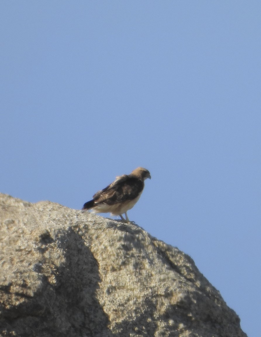 Red-tailed Hawk - ML617441207