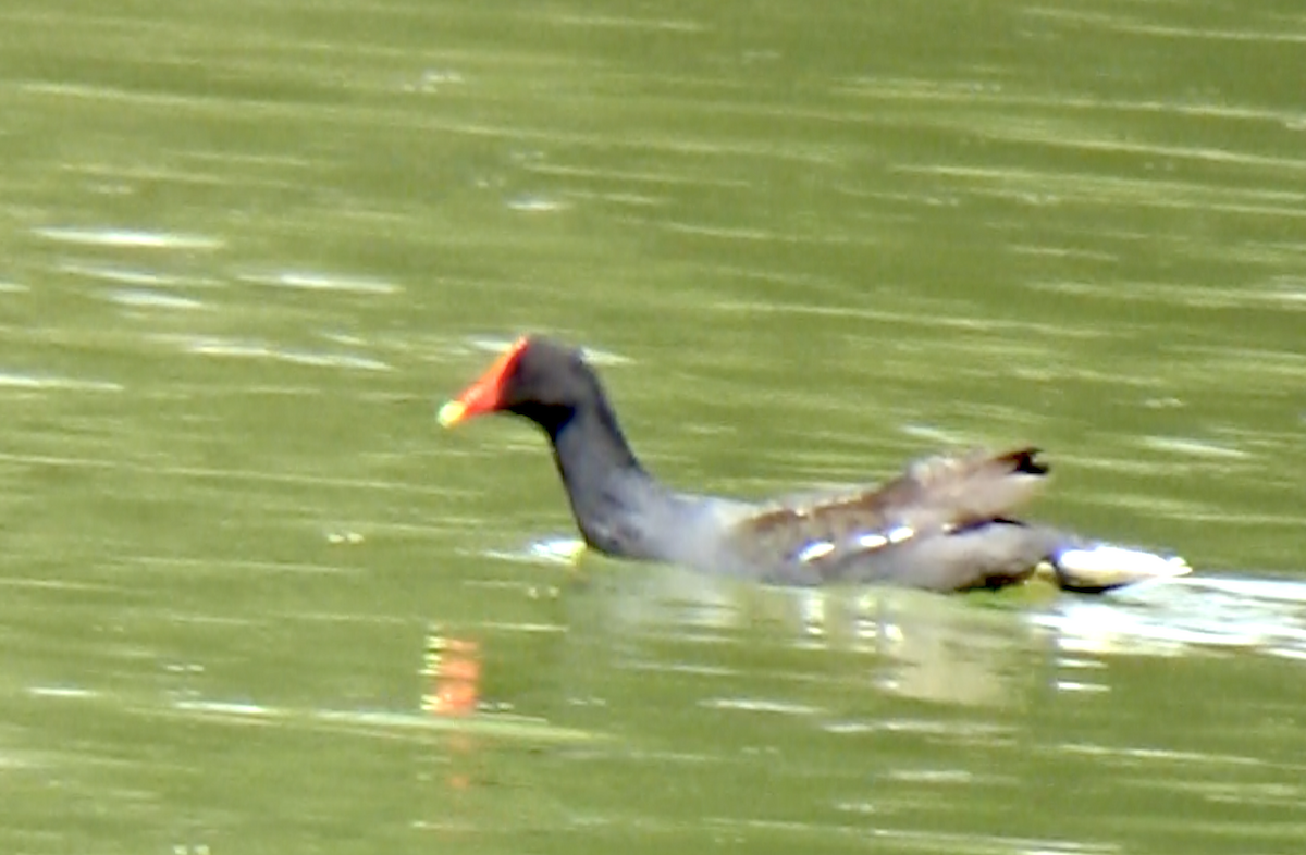 Gallinule d'Amérique - ML617441249