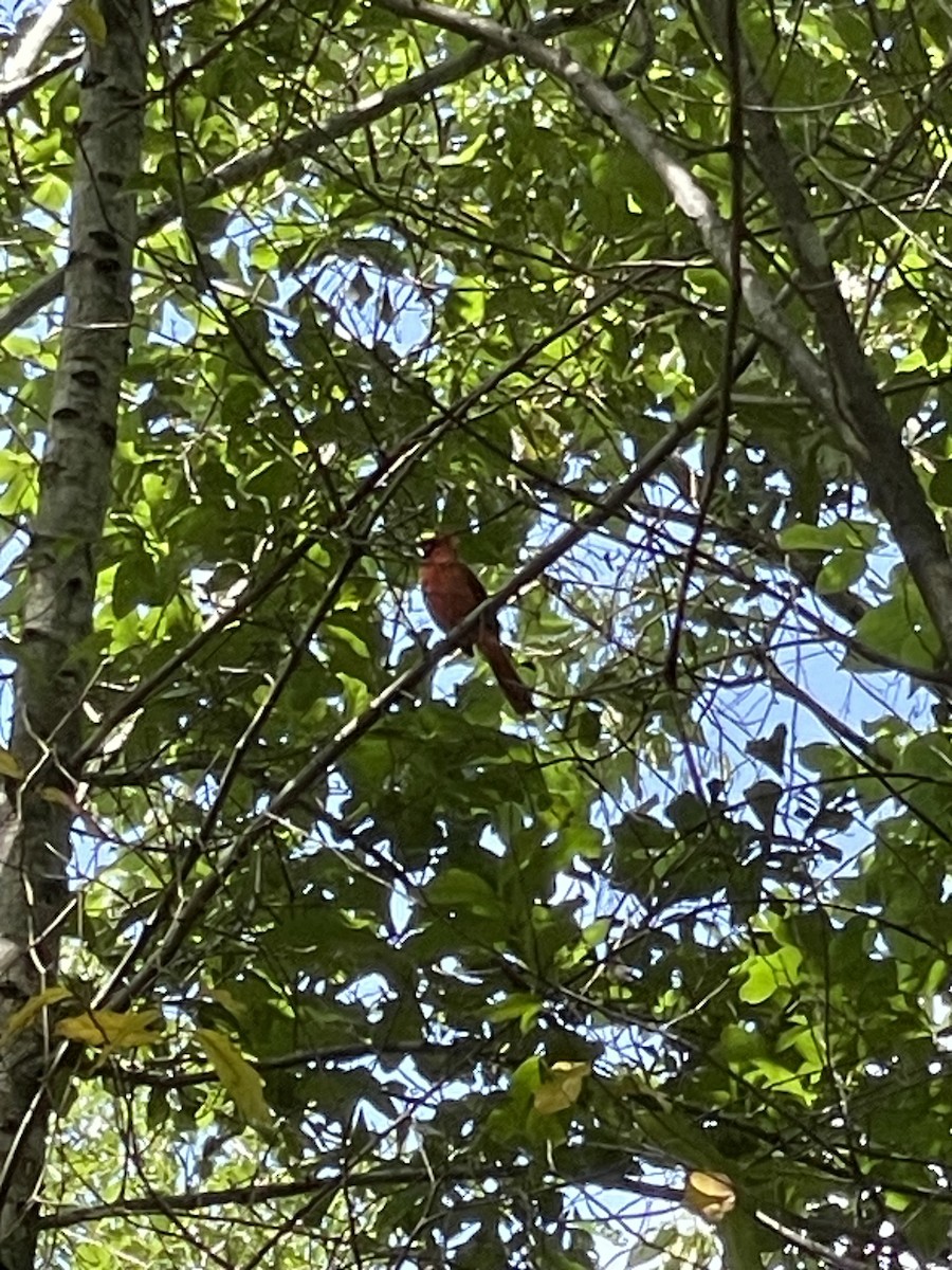 Northern Cardinal - Jana Wesson