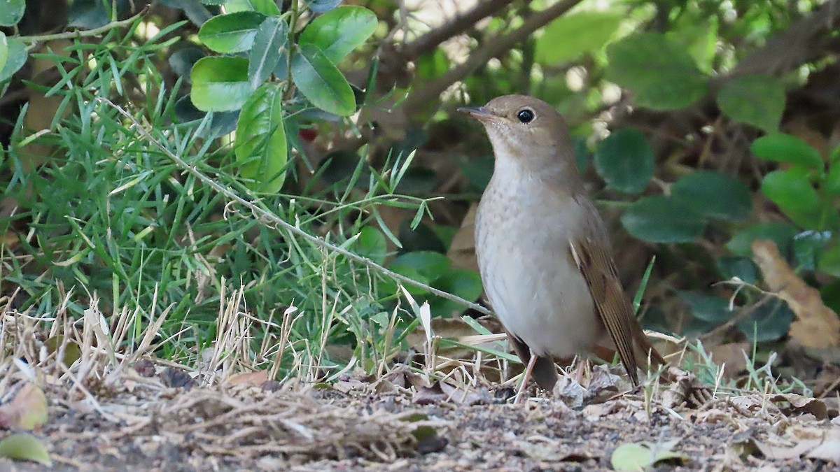 Thrush Nightingale - ML617441308