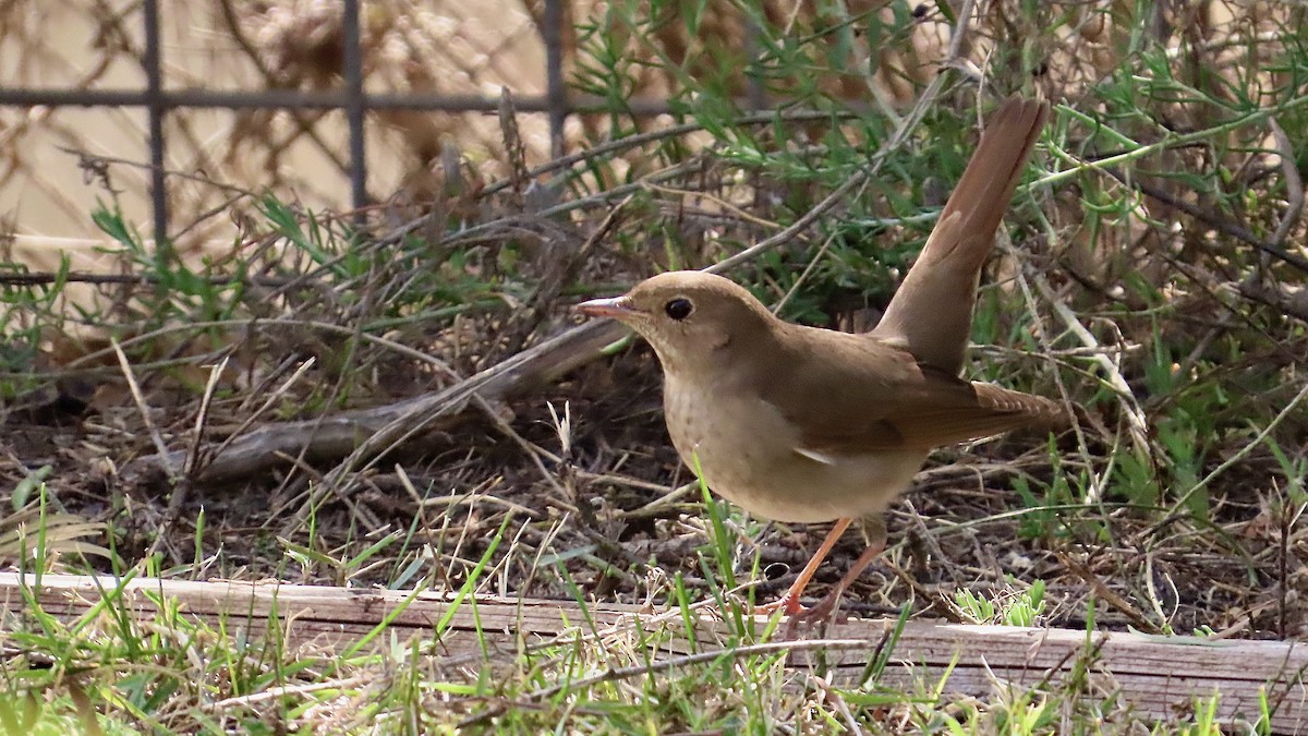 Thrush Nightingale - ML617441309