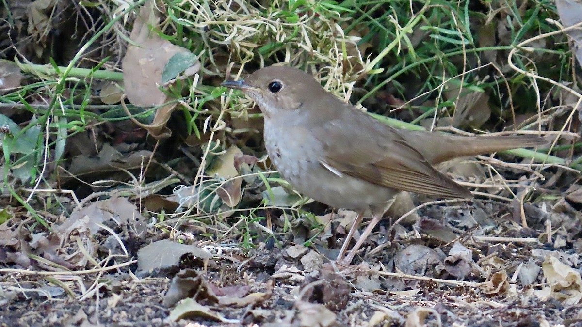 Thrush Nightingale - ML617441311