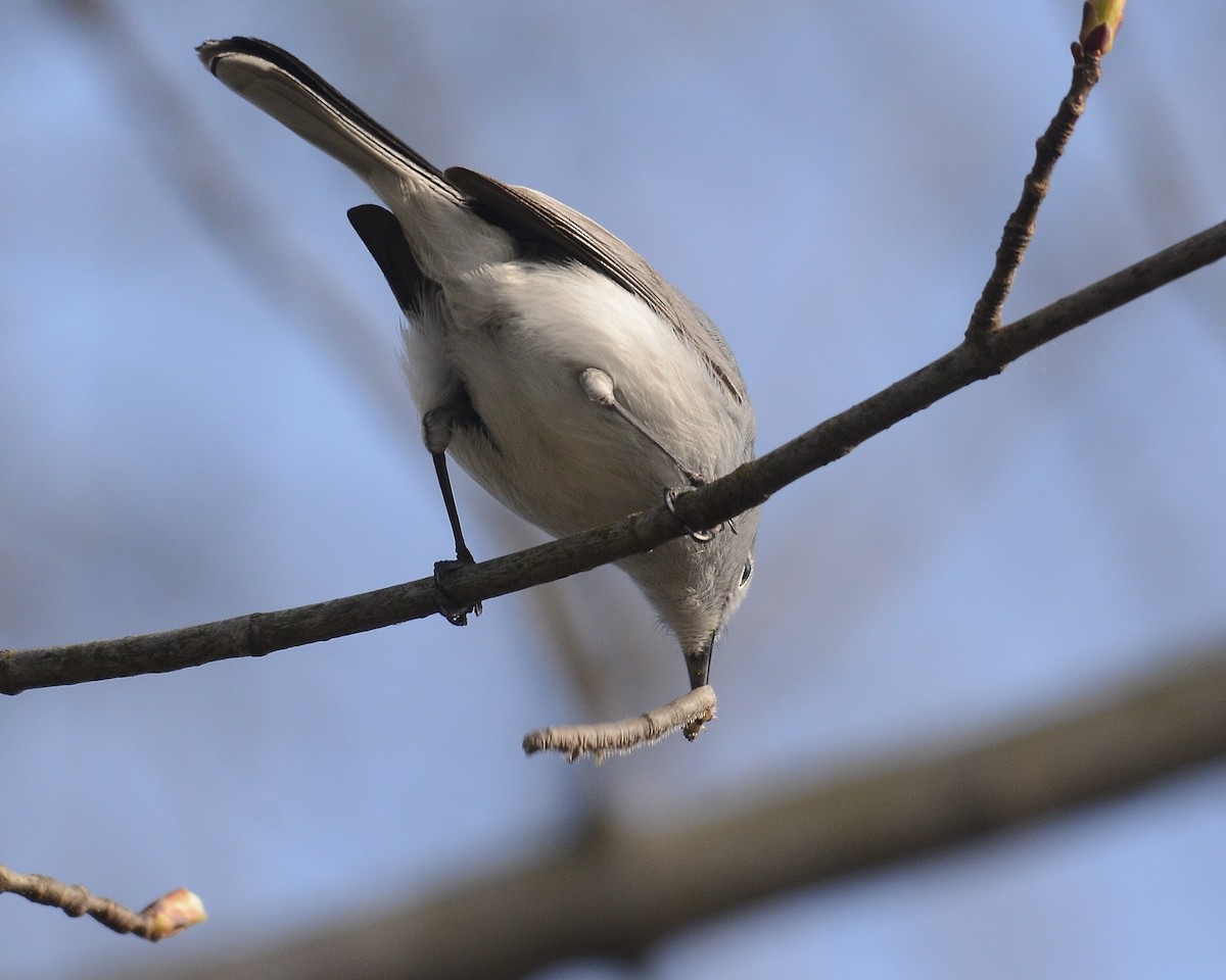 Blue-gray Gnatcatcher - ML617441316