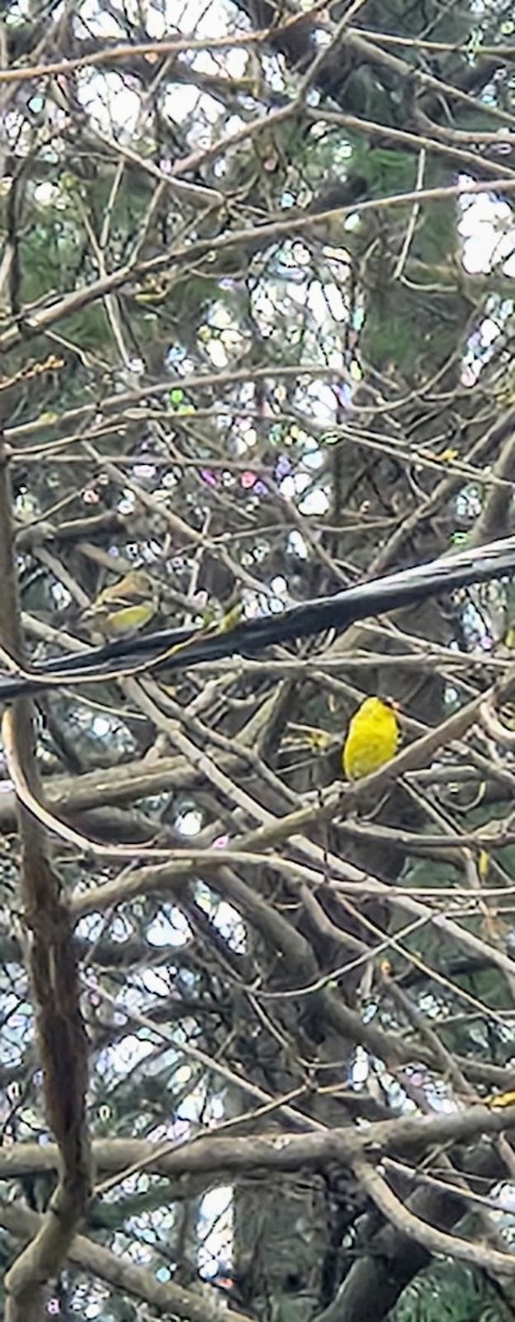 American Goldfinch - ML617441383