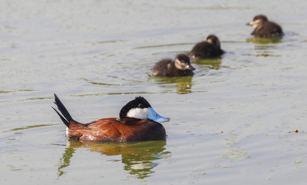 Ruddy Duck - ML617441398