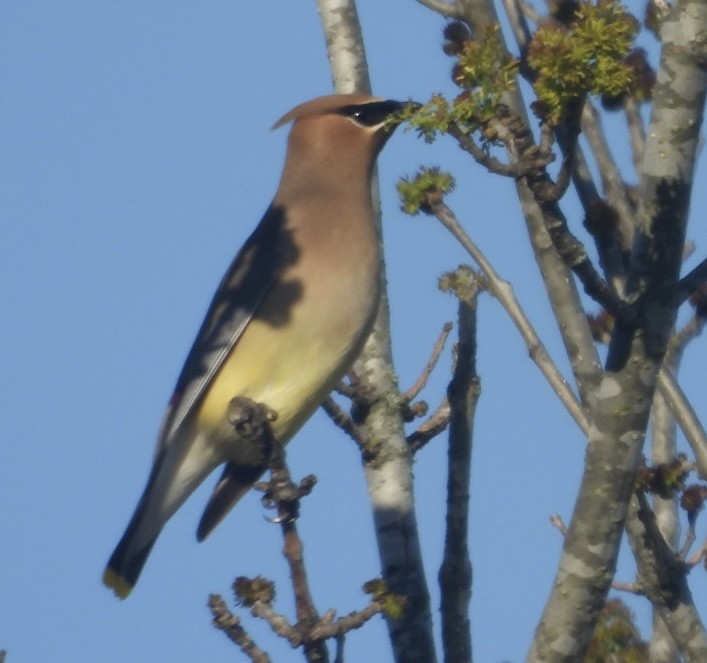 Cedar Waxwing - ML617441457