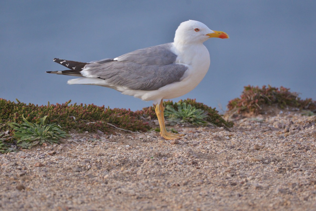 Yellow-legged Gull - Júlio César Machado