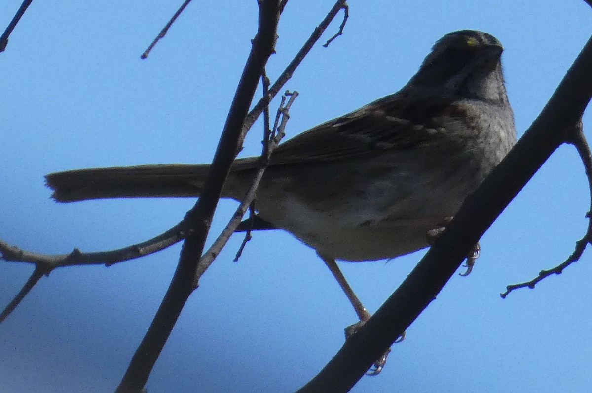 White-throated Sparrow - ML617441607