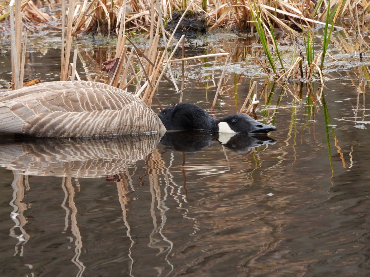 Canada Goose - ML617441632