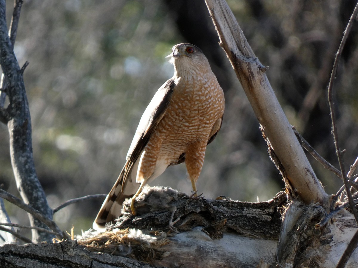 Cooper's Hawk - ML617441634