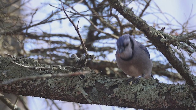 Blue Jay - ML617441636