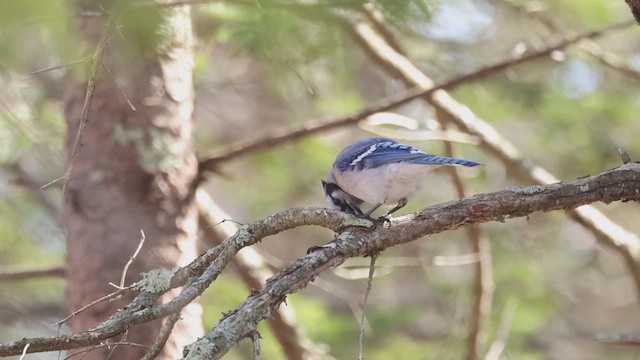 Blue Jay - ML617441735