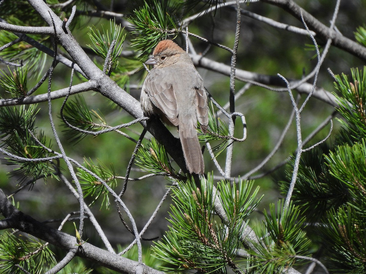 Canyon Towhee - ML617441743