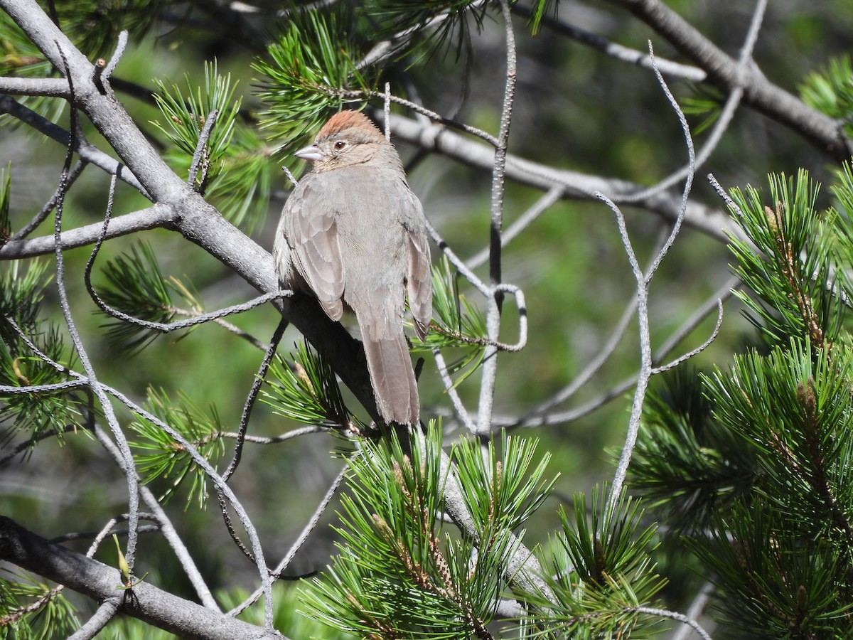 Canyon Towhee - Bosco Greenhead