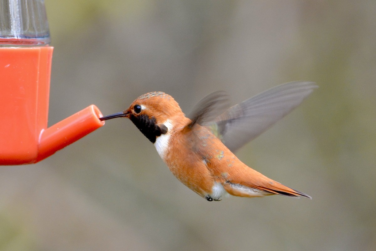 Rufous Hummingbird - ML617441869