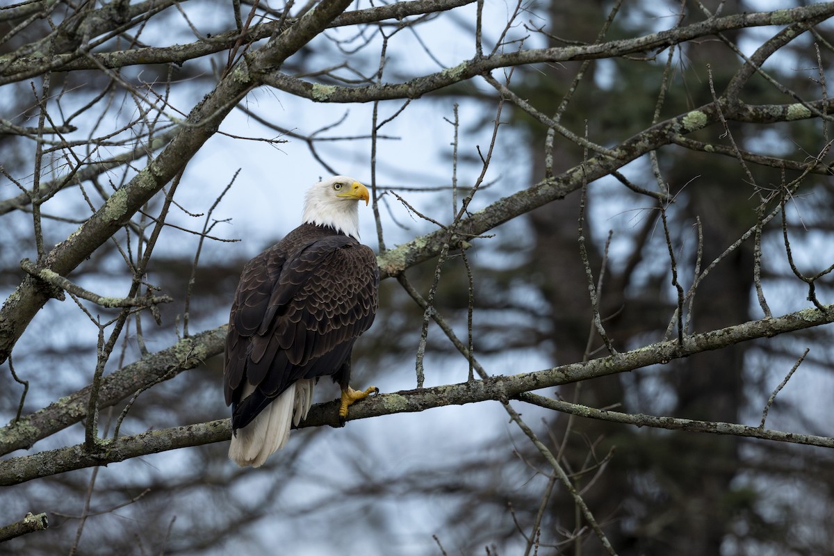 Bald Eagle - ML617441910