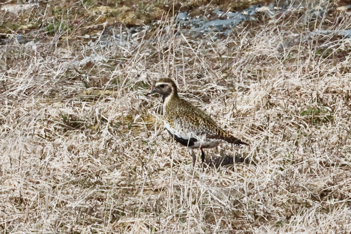 European Golden-Plover - ML617441967