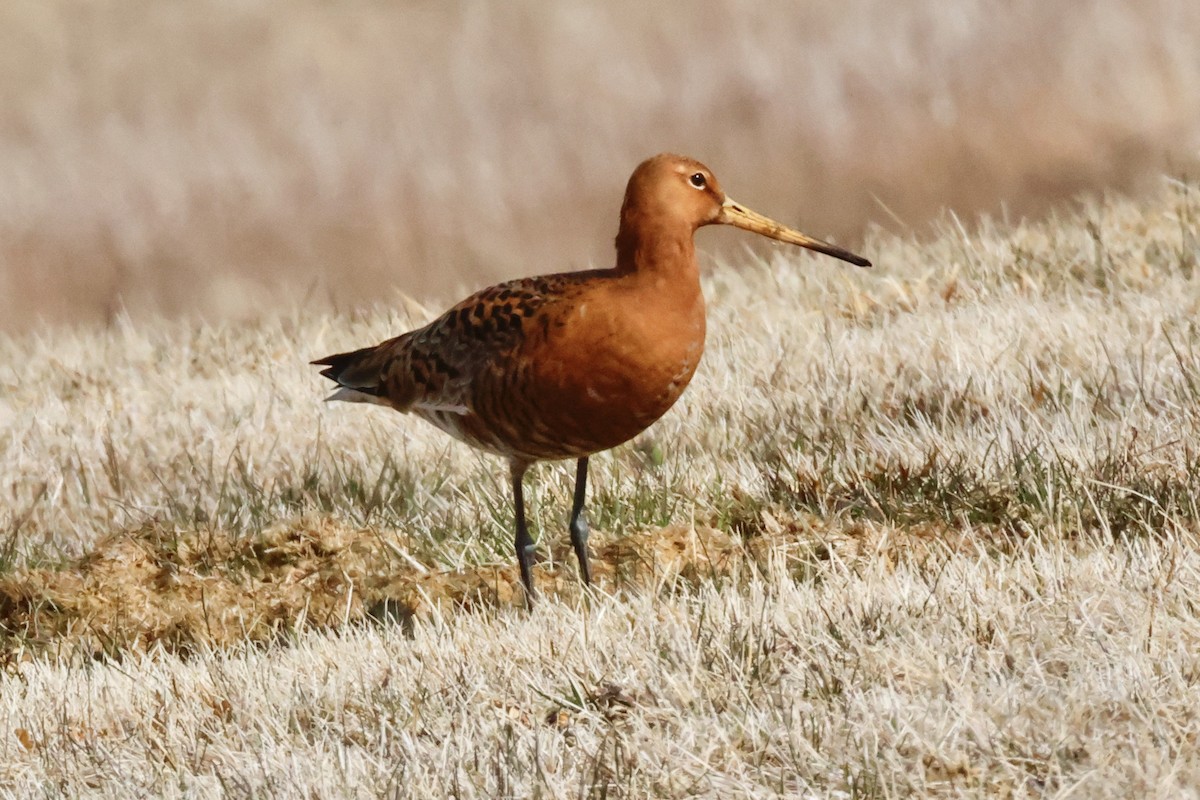 Black-tailed Godwit - ML617441968