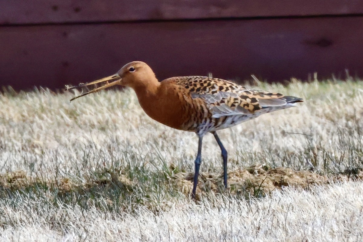 Black-tailed Godwit - ML617441983