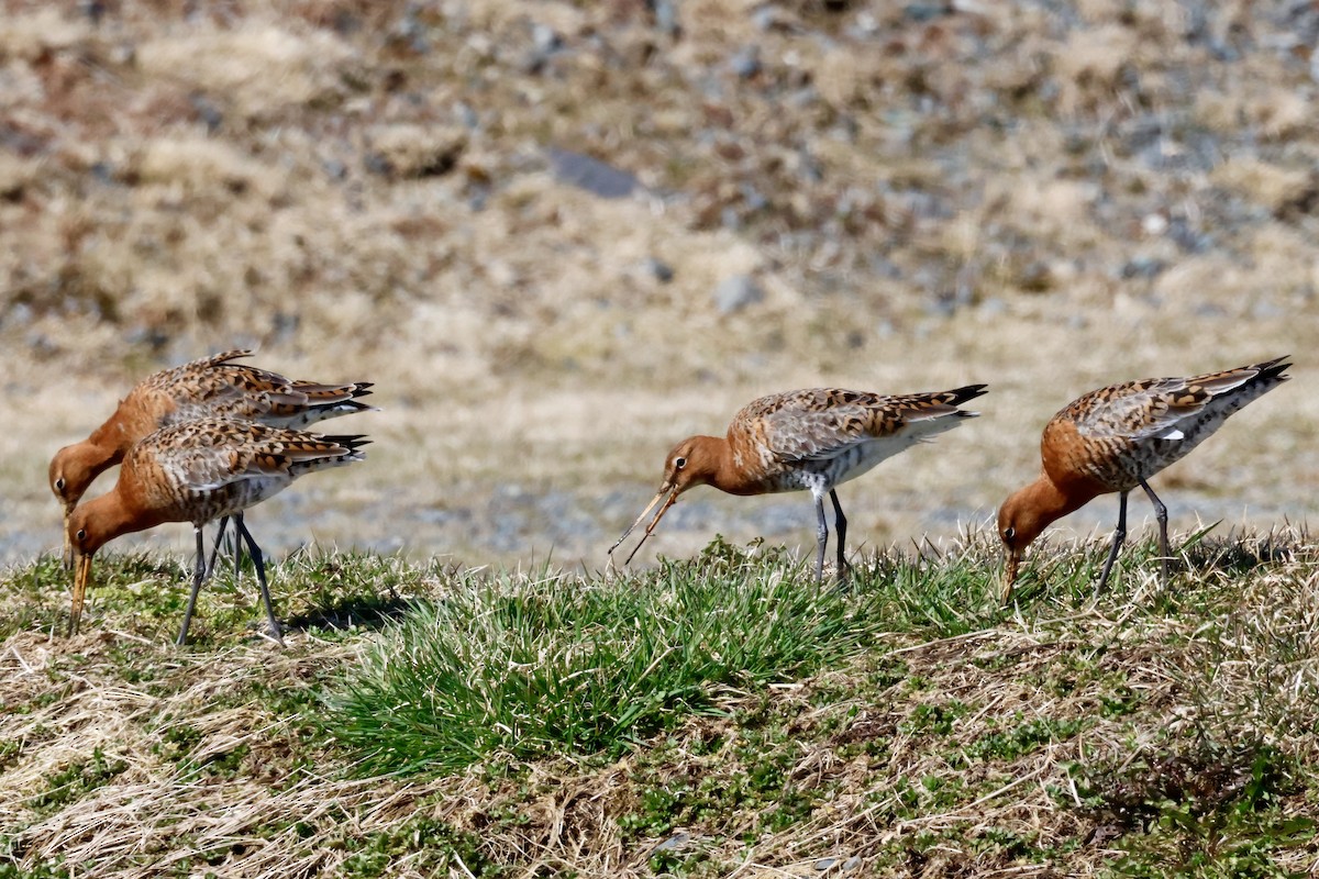 Black-tailed Godwit - ML617441988