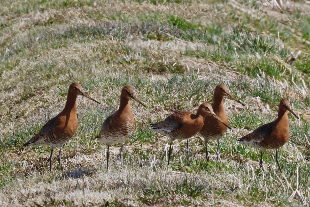 Black-tailed Godwit - ML617441995