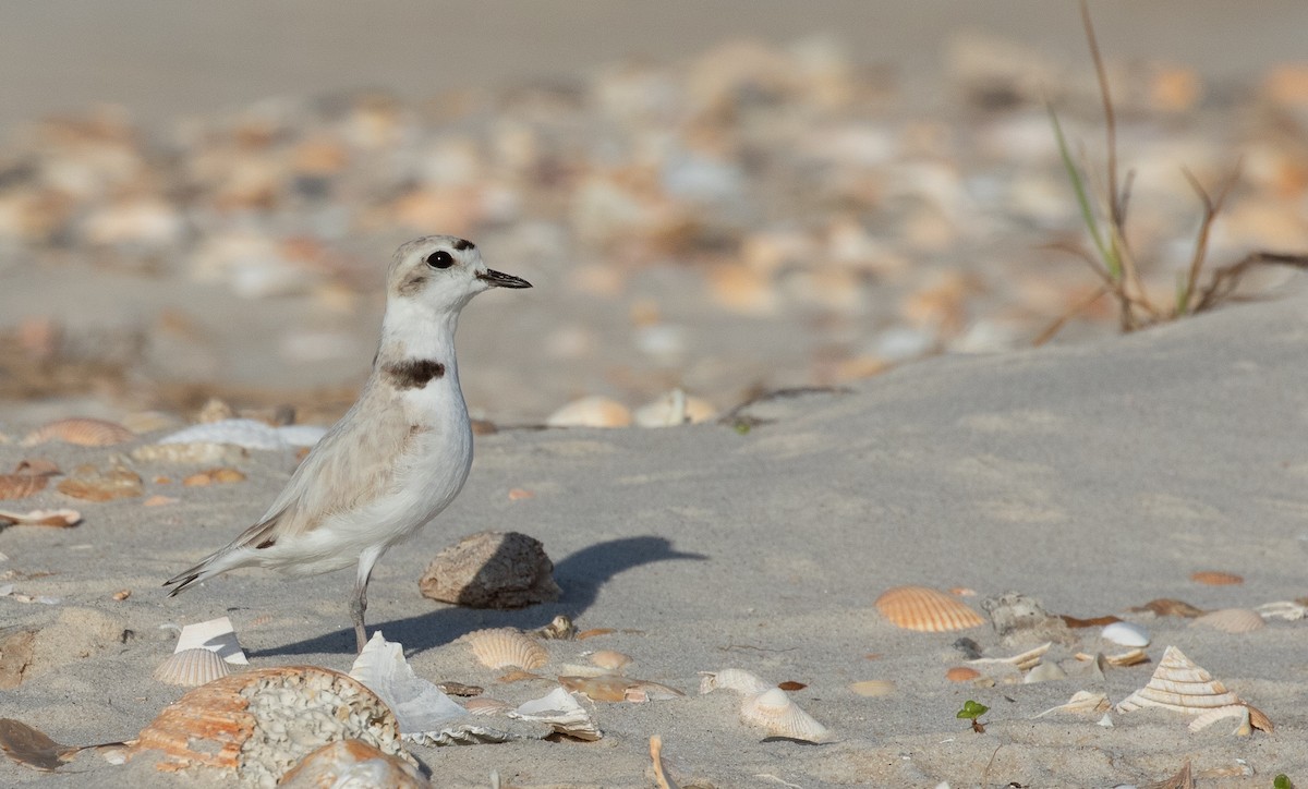 Snowy Plover - ML617442046