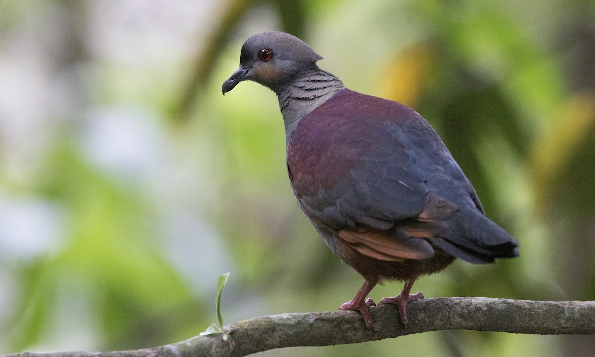 Crested Quail-Dove - Ben Loehnen