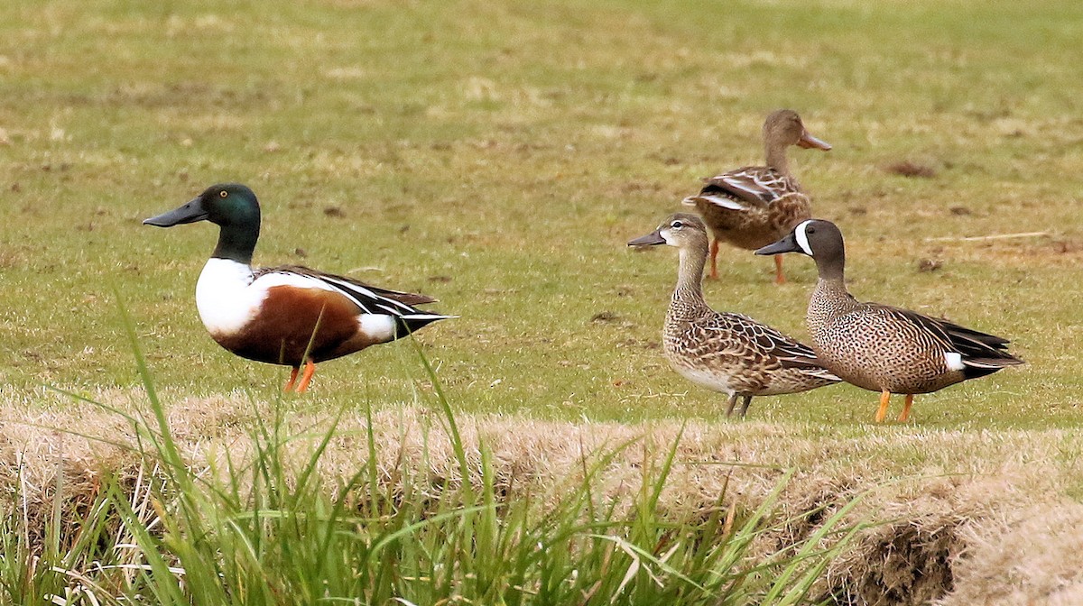 Northern Shoveler - Sherrie Quillen