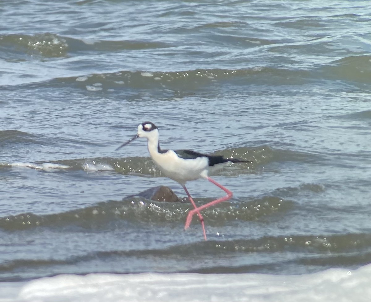 Black-necked Stilt - ML617442089