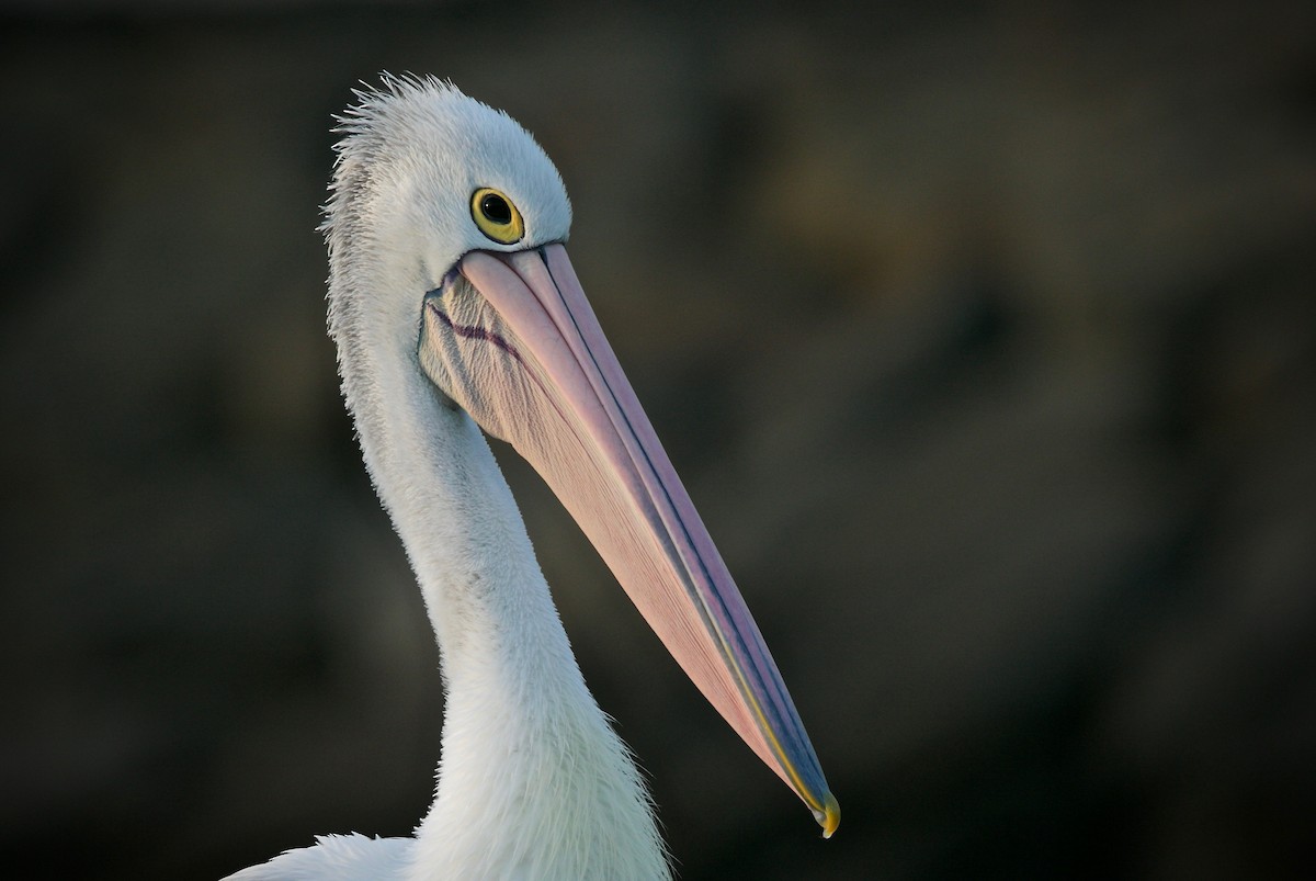 Australian Pelican - ML617442090