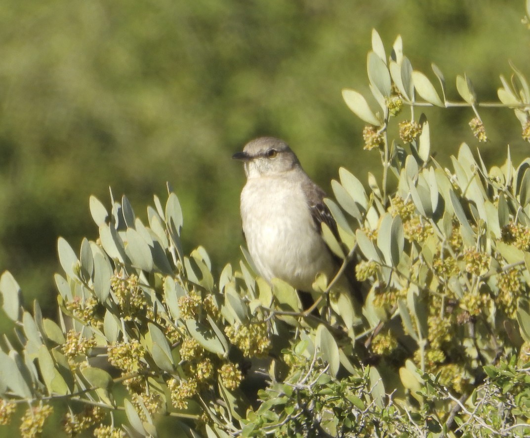 Northern Mockingbird - ML617442101