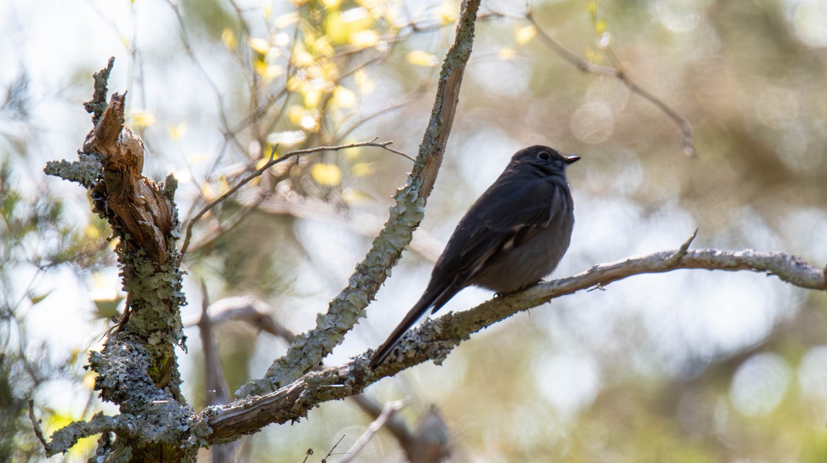 Townsend's Solitaire - ML617442147