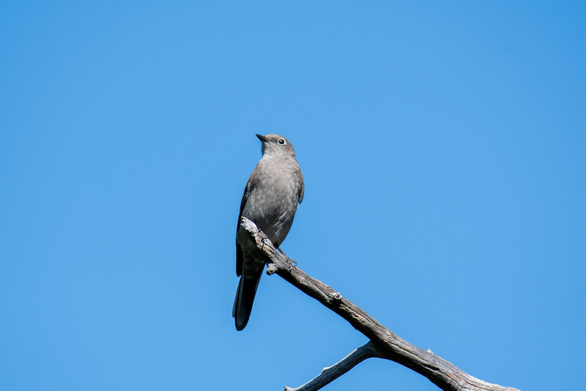 Townsend's Solitaire - ML617442148