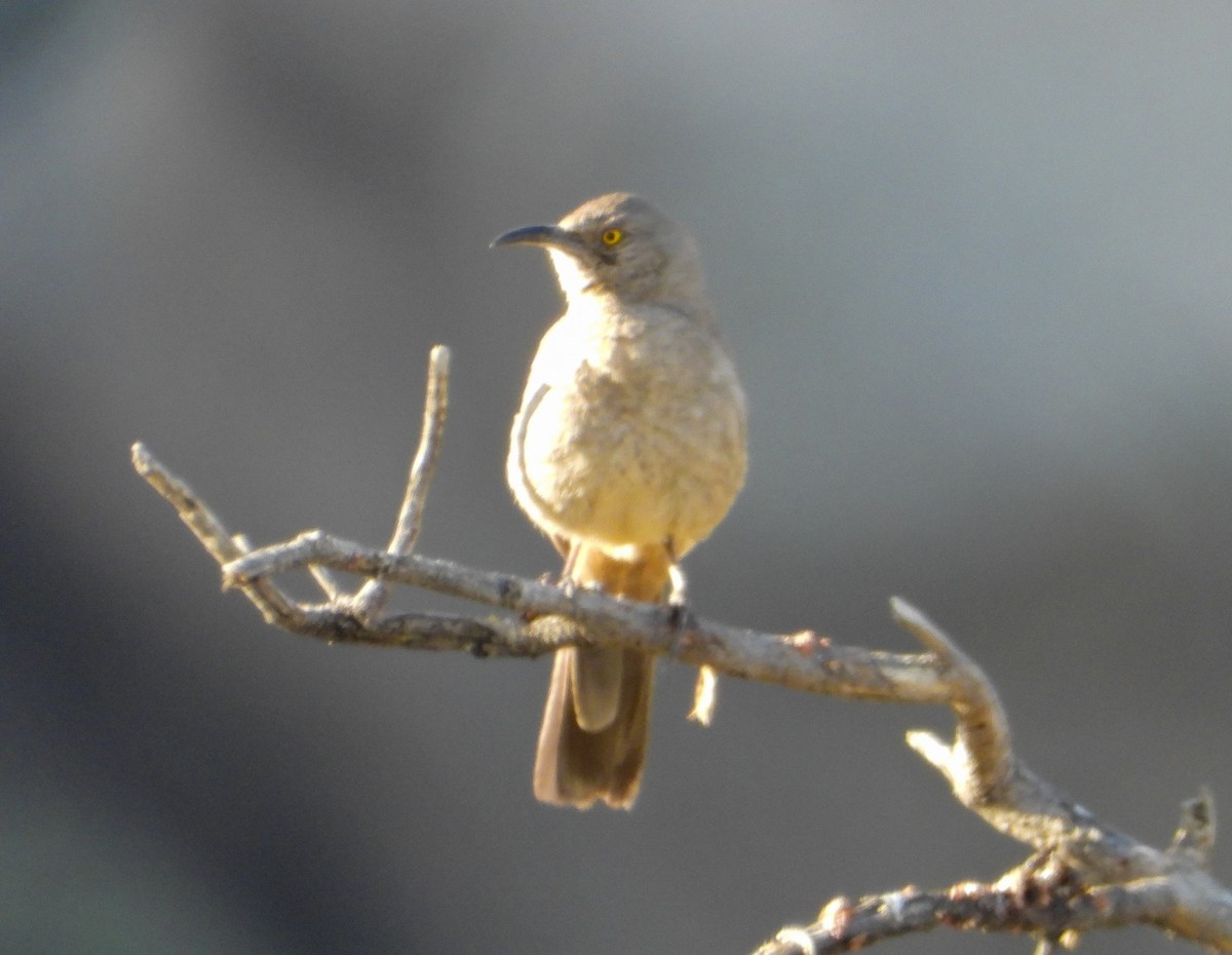 Curve-billed Thrasher - ML617442241