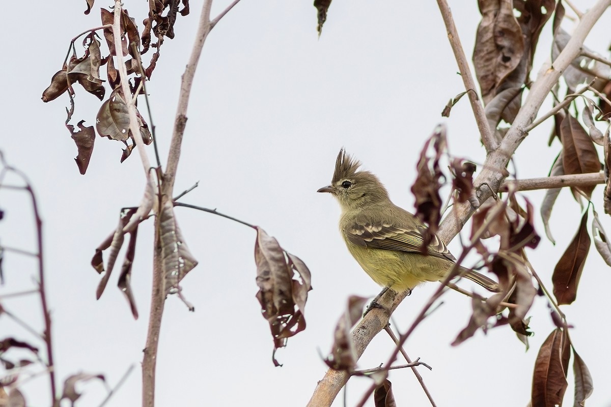 Plain-crested Elaenia - Gabriel Bonfa